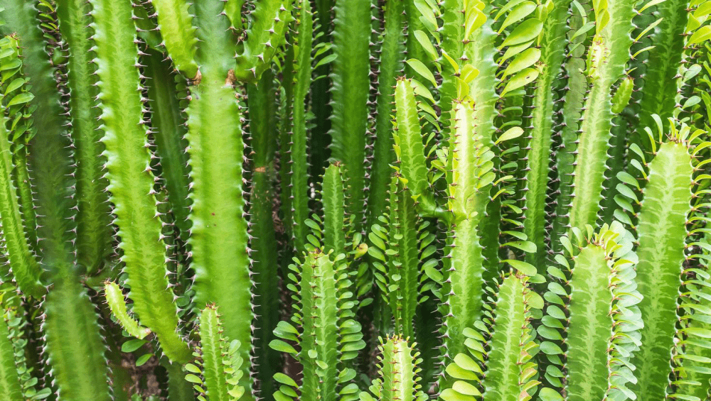 گیاه افوربیا