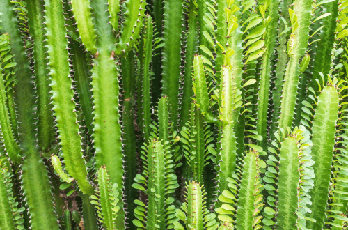 گیاه افوربیا