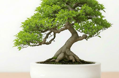 گیاه بونسای