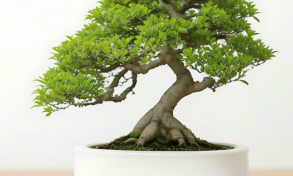 گیاه بونسای