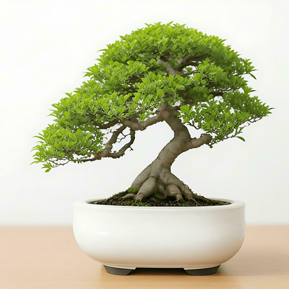 گیاه بونسای
